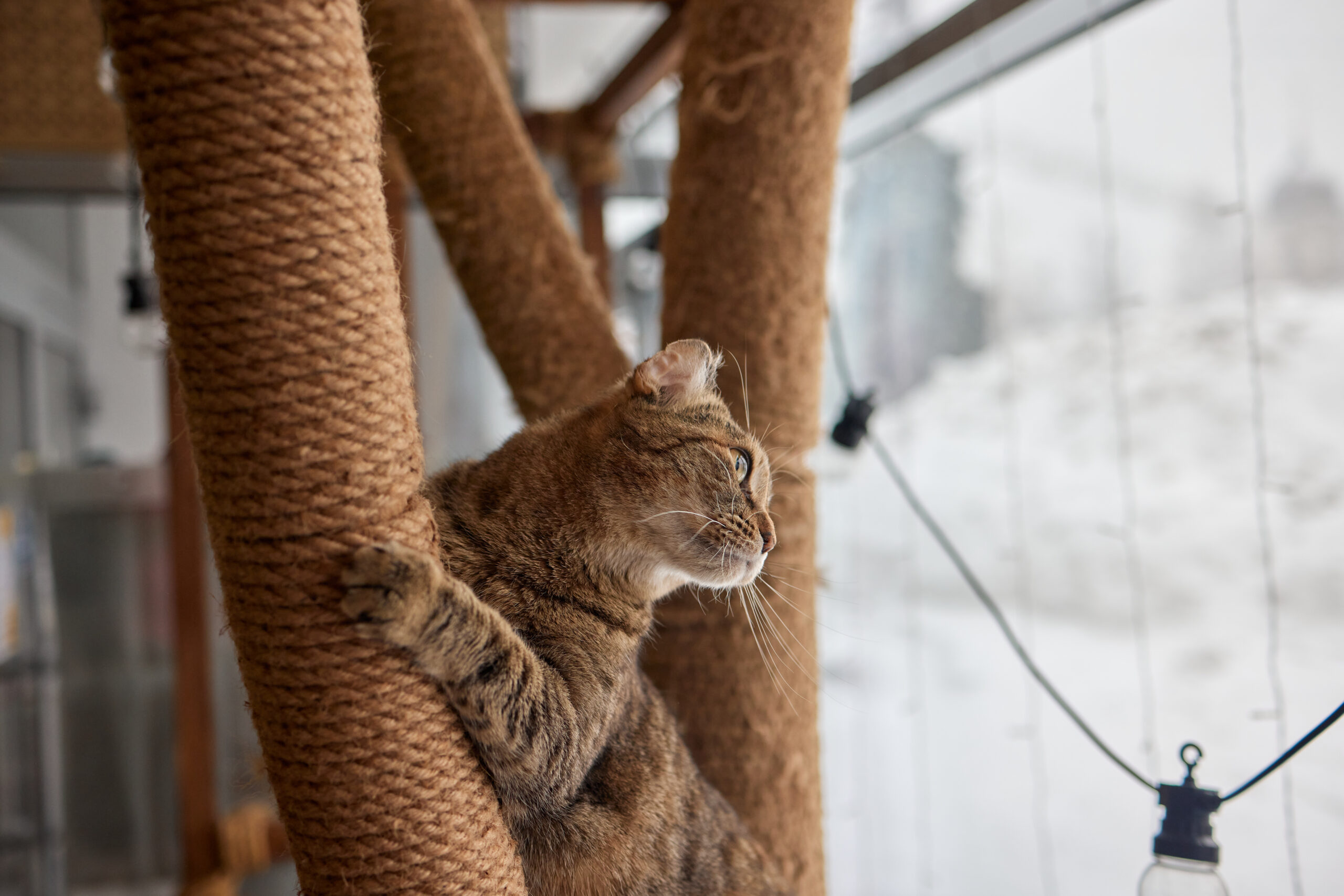 funny domestic cat climbs up cat pole