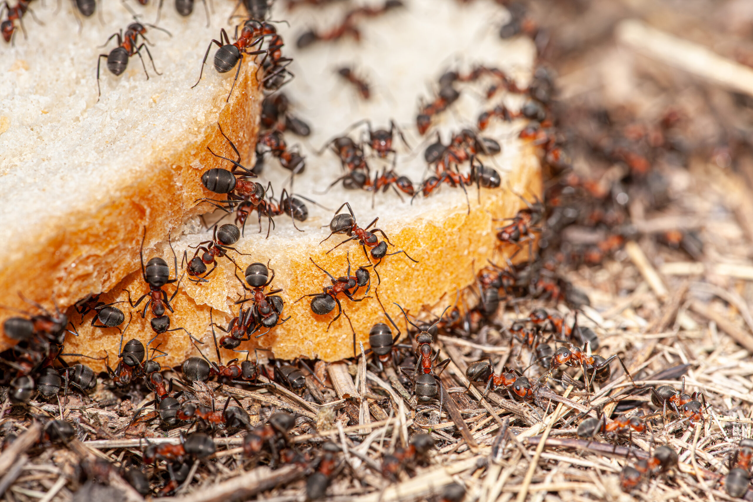 macro picture with lot ants that are located slice bread start eat from it get food winter big red ants show bread crisis