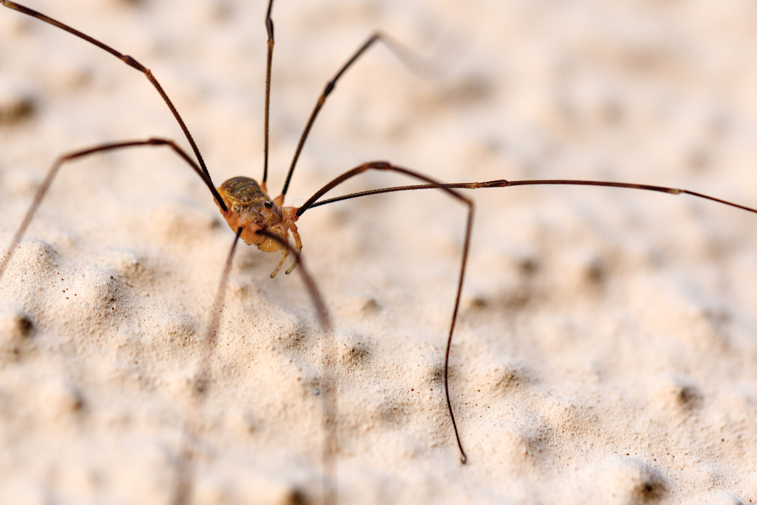 close up spider