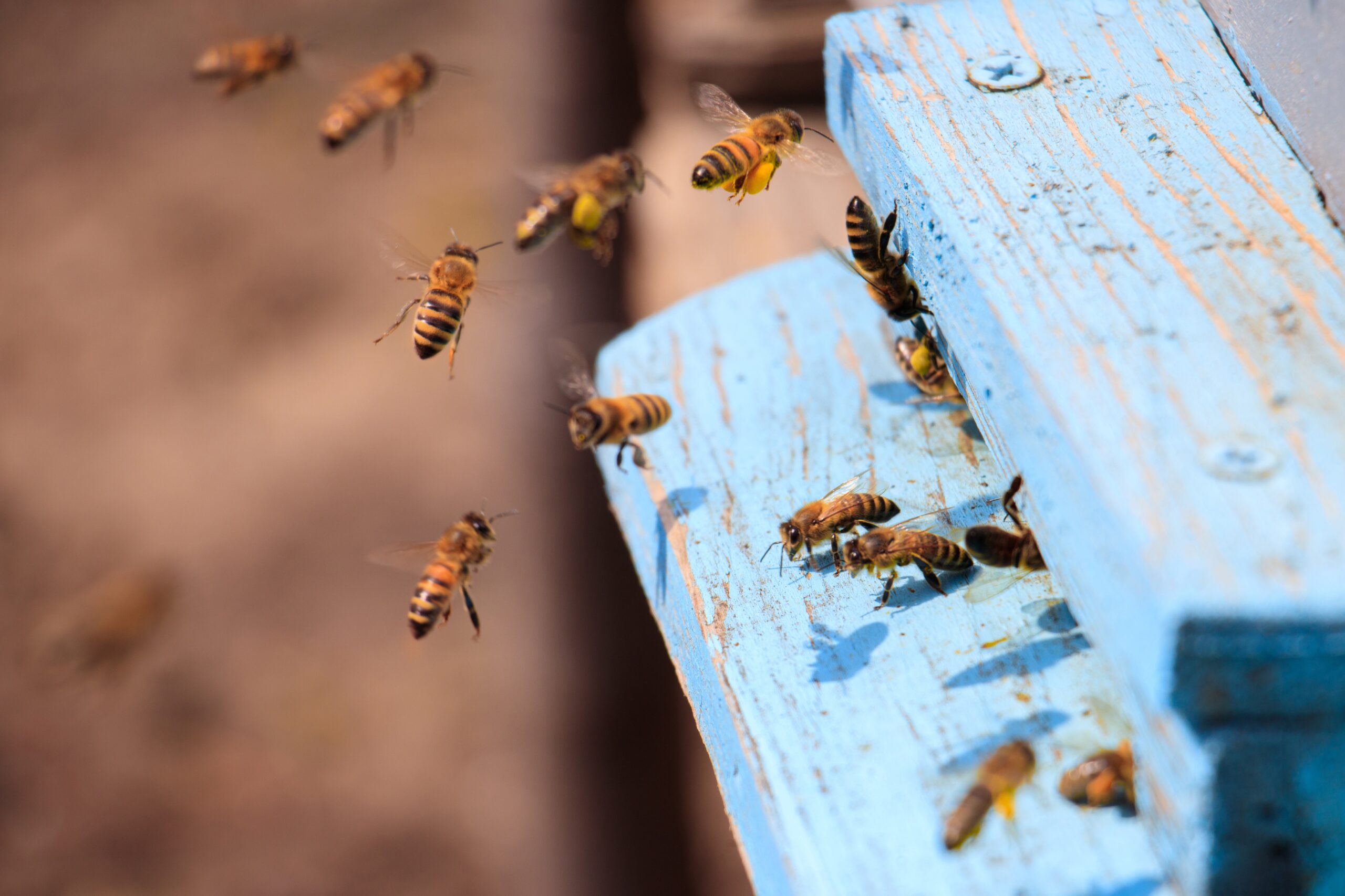 closeup honeybees flying blue painted wooden surface sunlight daytime